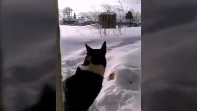 Зита!!! смотреть онлайн