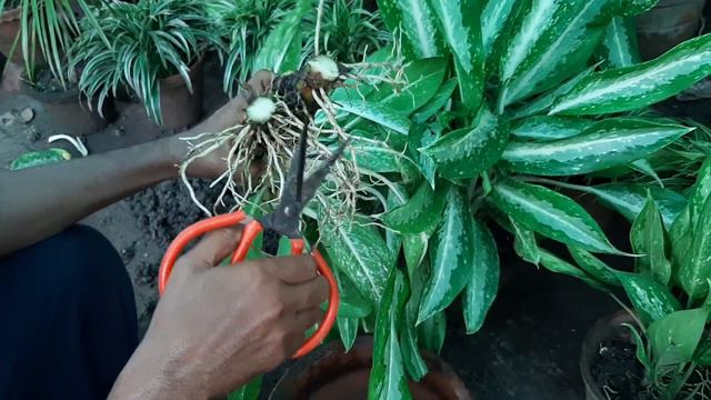 Aglaonema Plant Care(Hindi) | Revive a dying aglaonema plant смотреть онлайн
