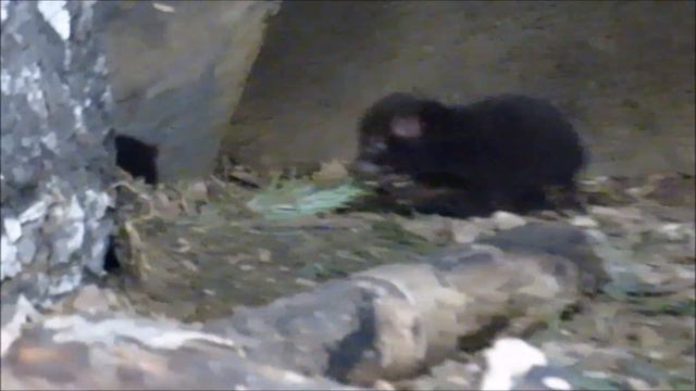 Взрослые кустарниковые собачки бегают, а щенки одни сидят 15.09.2022 смотреть онлайн