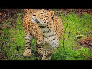 ОСОБЕННЫЙ ЛЕОПАРД в дождливом лесу