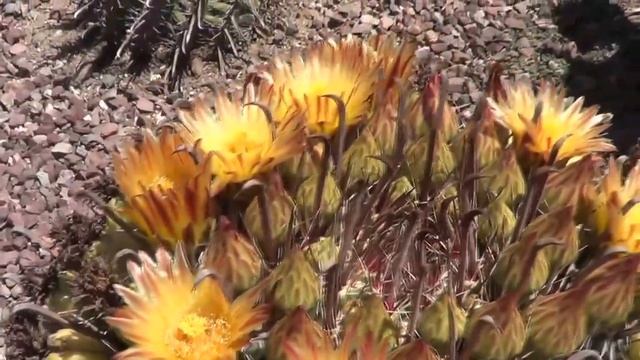The Plant Traveller: Ferocactus Wislizeni  'fishhook' #barrelcactus #succulents