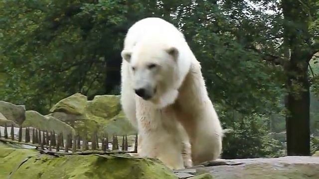Белая медведица Снежинка в Калининградском зоопарке (1) смотреть онлайн