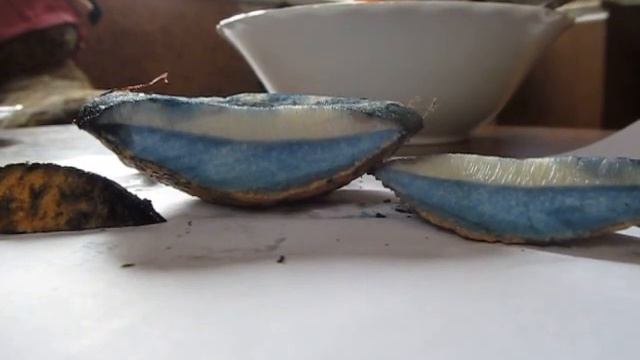 Как синеет гриб синяк (Гиропорус синеющий) смотреть онлайн