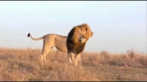 ?у меня нет гривы но я лев?