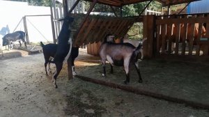 ?Все о козах. Нужно ли крыть коз каждый год?#козы