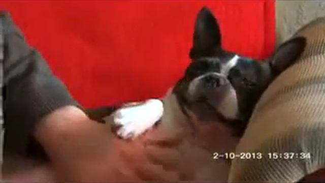 Собака-заваляка - Время собачьей глажки смотреть онлайн