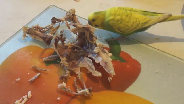 попугай съел курицу смотреть онлайн