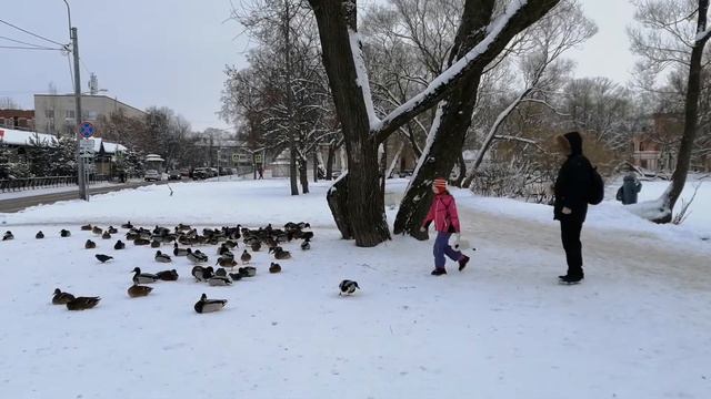 Море просто очень много уток смотреть онлайн