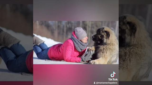 кавказская овчарка смотреть онлайн