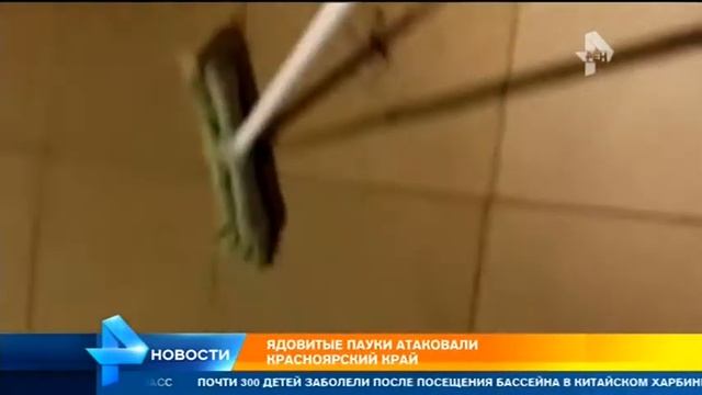 Ядовитые пауки атаковали красноярский край смотреть онлайн