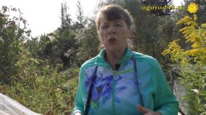 Шесть условий для удачной облепихи