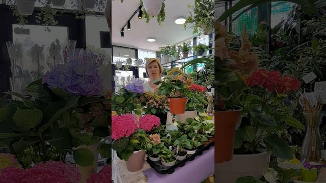 Широколистная гортензия смотреть онлайн