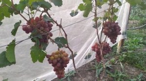 Новые ,шикарные формы винограда Визитер и Огни Днепра