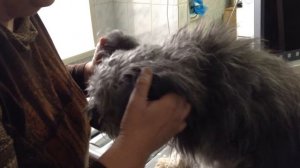 Дыхание при коллапсе трахеи у собаки www.endovet.com