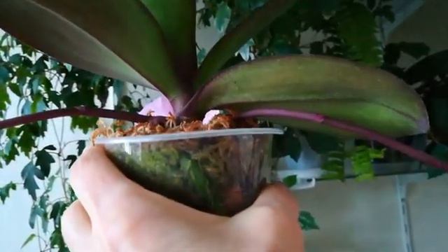 РОСКОШНЫЕ МАТЬ И ДИТЯ🦋🌱ФАЛЕНОПСИС ВОСТОЧНАЯ КРАСАВИЦА❣️❣️❣️👍😍#PHALAENOPSIS #ORHIDS #ORJIDEA #FLOR 🌸 смотреть онлайн