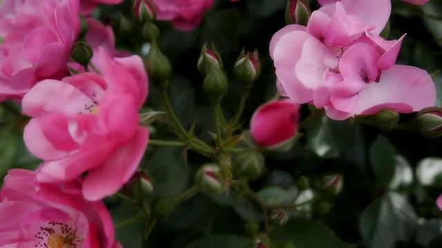 20180512 島田市ばらの丘公園　LUMIX GX8 | 25mm/F1.7 | zhiyun Crane V2 смотреть онлайн