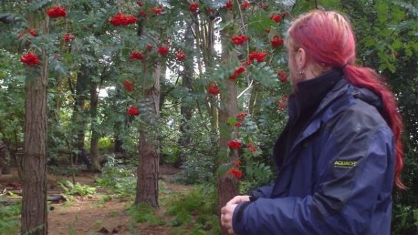 The rowan tree