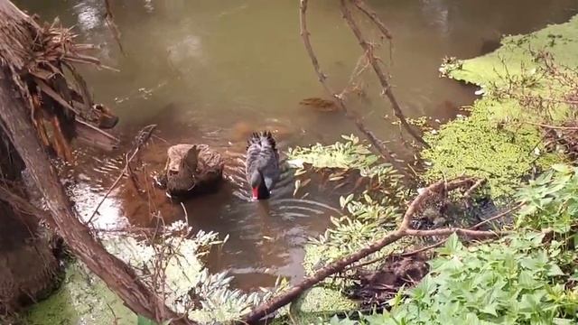 Black Swan.Чёрный лебедь.