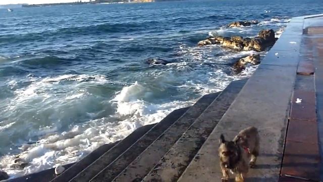 Севастопольские волны смотреть онлайн