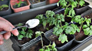 Всего 1 ложечка в горшок и рассада распушится пустит мощные корни! Подкормка рассады крахмалом!