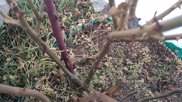 Приоткрыла укрытие со Шнеевальцер (22.03.21)...пока обнадеживающе ??? смотреть онлайн