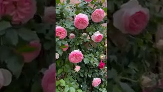PIERRE DE RONSARD ( EDEN ROSE ) смотреть онлайн