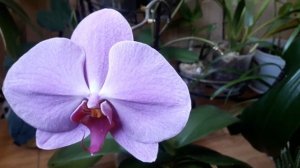 Липкие капельки на листьях и цветоносе орхидей