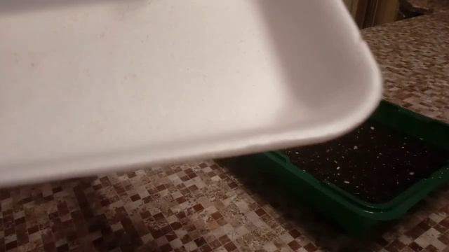 ?Лобелия без пикировки. Посев семян. смотреть онлайн