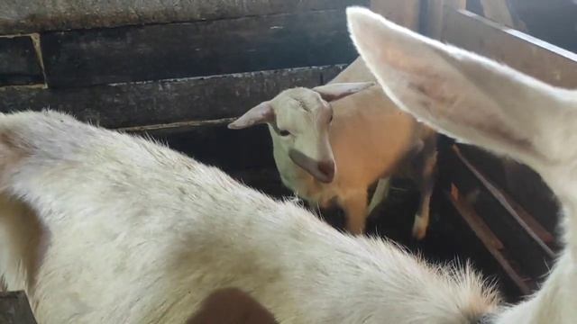 Любимая коза сломала ногу!!Сломался инкубатор.Бесячий козёл смотреть онлайн