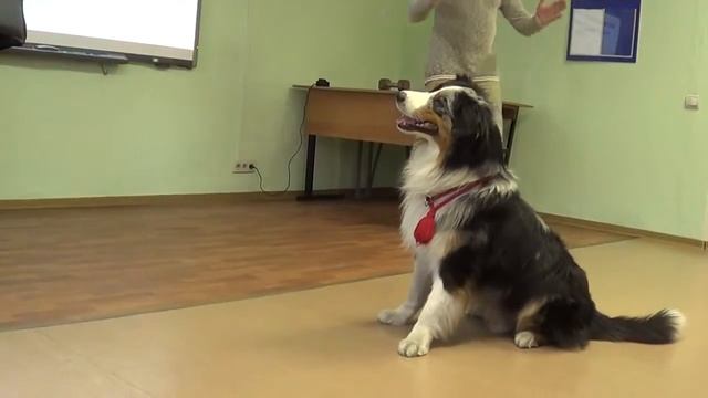 Фишки зоопсихолога ( 6 часть) смотреть онлайн