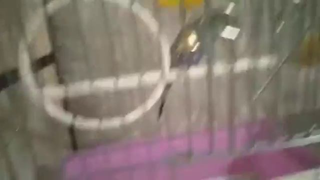 Тренировка у волнистого попугая смотреть онлайн