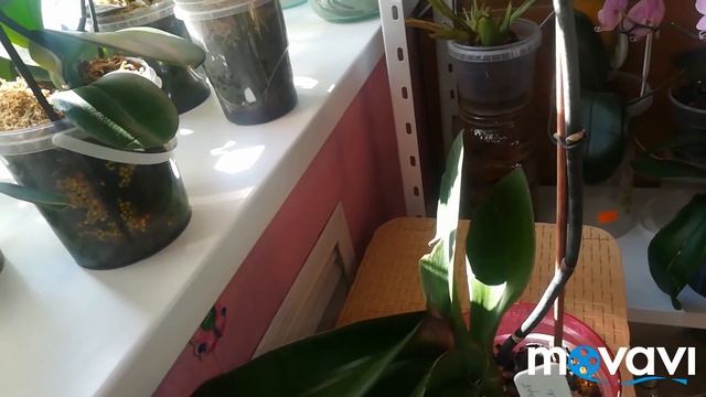 Орхидеи: Меджик арт,Равелло и желтый с красными щечками? смотреть онлайн