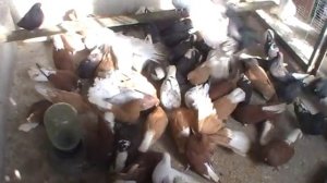 лучшие высоколетные голуби мелитопольские! Максимука Николая