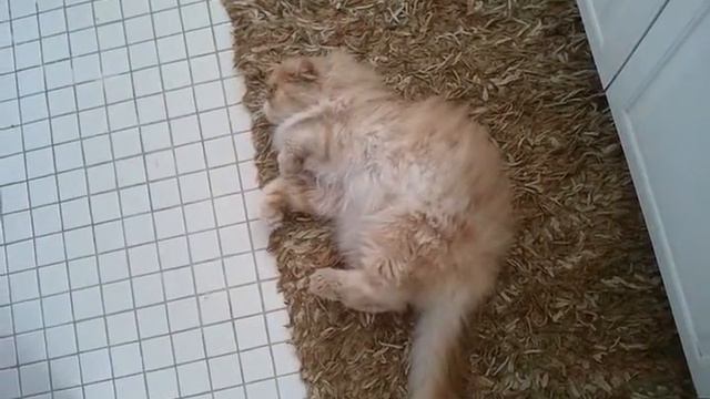 Vigorously rolling on carpet смотреть онлайн