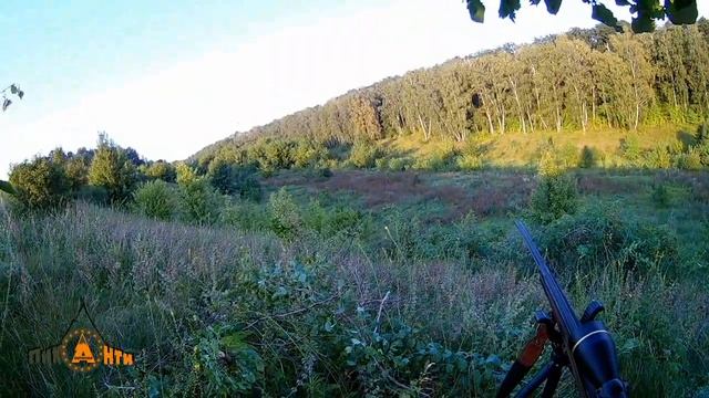 Охота на косулю во время гона с манком смотреть онлайн