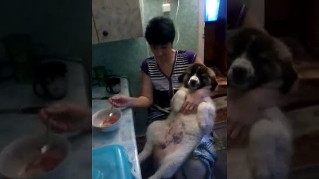 ДИЕТА НА КОТЛЕТАХ смотреть онлайн