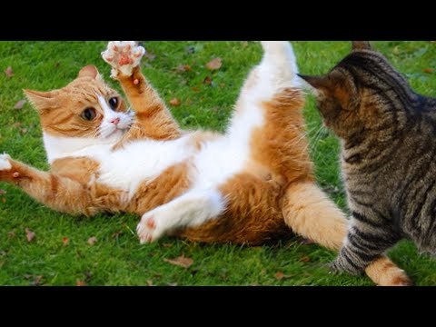 Я РЖАЛ ЦЕЛЫЙ ЧАС!? СМЕШНЫЕ КОТЫ??? ЛУЧШИЕ ПРИКОЛЫ 2020!.mp4 смотреть онлайн