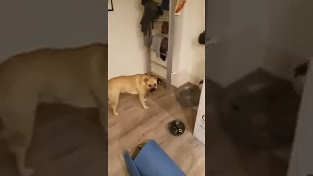 Собака кадебо делает зайку смотреть онлайн