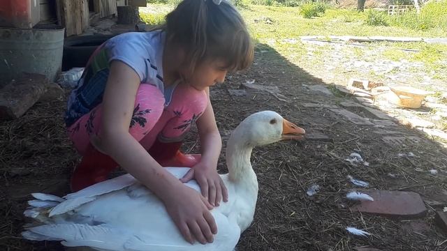Ручной гусь.Жизнь в деревне ? смотреть онлайн