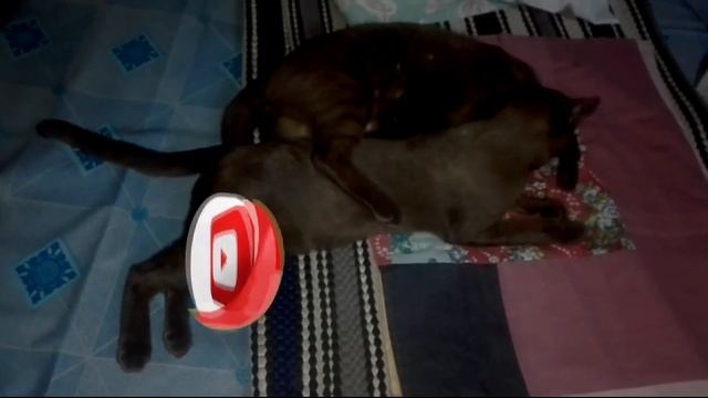 #Бурманская #кошка - описание породы бурма смотреть онлайн