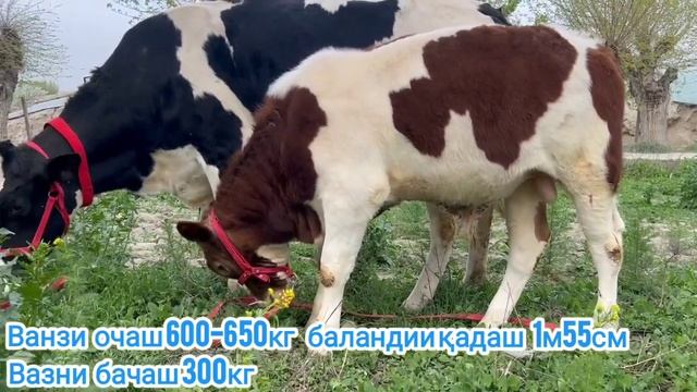 ОЧА-БАЧА ГОЛШТИН ФРИЗ смотреть онлайн