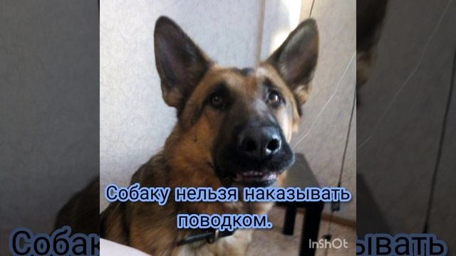 Основные правила дрессировки собак. Сделаем дрессировки эффективными! смотреть онлайн