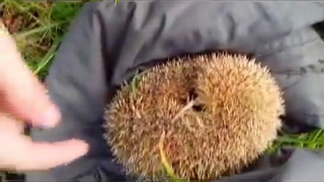 Я Еж смотреть онлайн