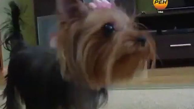 Порода собак - йоркширский терьер. Воспитание (Фото, видео) смотреть онлайн