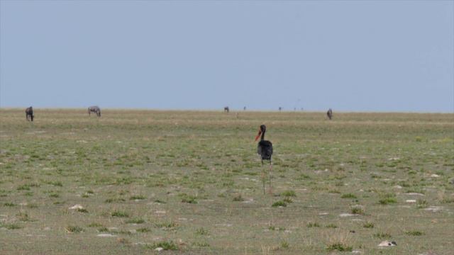 Into the Wild Zambia E01: Liuwa Plain National Park смотреть онлайн