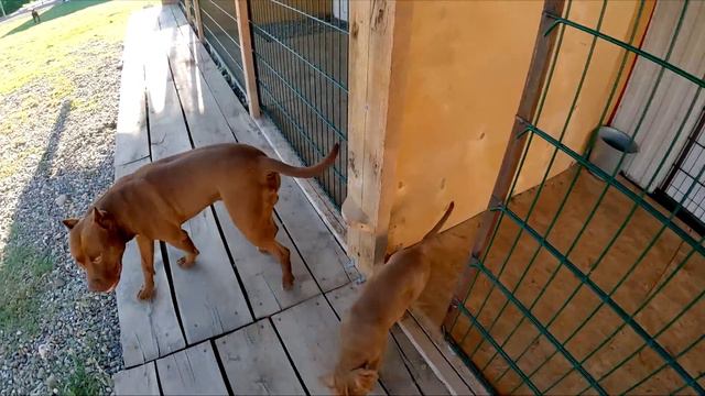 БОльшой влог с бандой Питбули Dragon Life