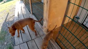 БОльшой влог с бандой Питбули Dragon Life