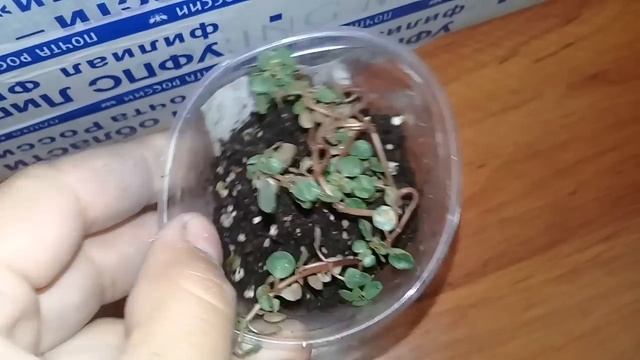 ?Комнатныецветы.?Мои новинки)?Распаковка посылки из г.Липецк )? смотреть онлайн