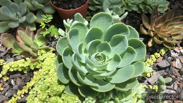 25 SUCULENTAS RESISTENTES A CHUVA / O que fazer com a falta de SOL nas SUCULENTAS смотреть онлайн