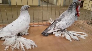 Узбекские двухчубые голуби Игоря Тейхриба из г. Кёльн, Германия. Usbekischen Tauben von I.Teichrieb